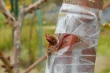Innesto a gemma: tecniche e tempistiche ottimali per la propagazione in Himachal Pradesh