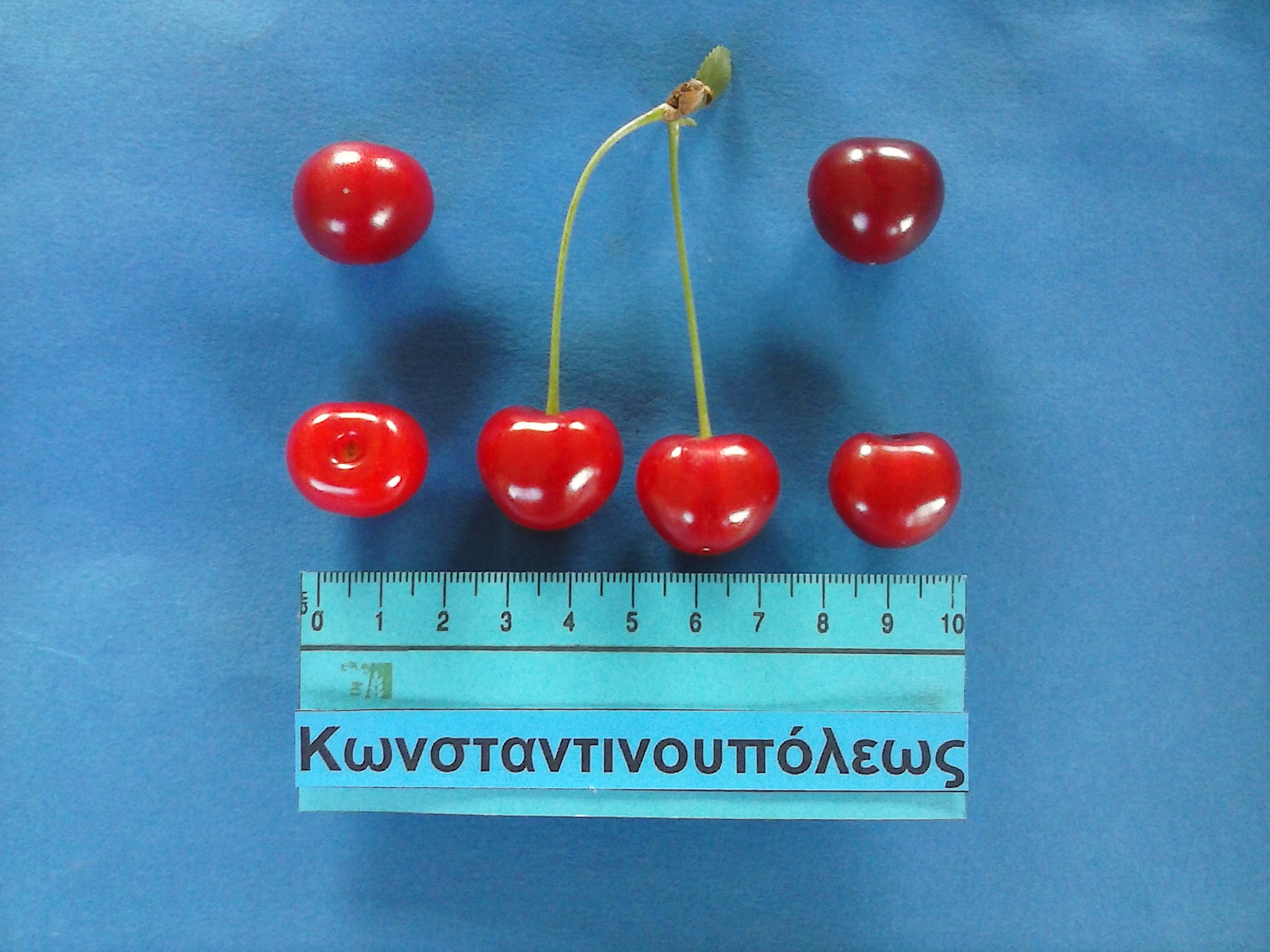 Sour cherry varieties of Greek origin