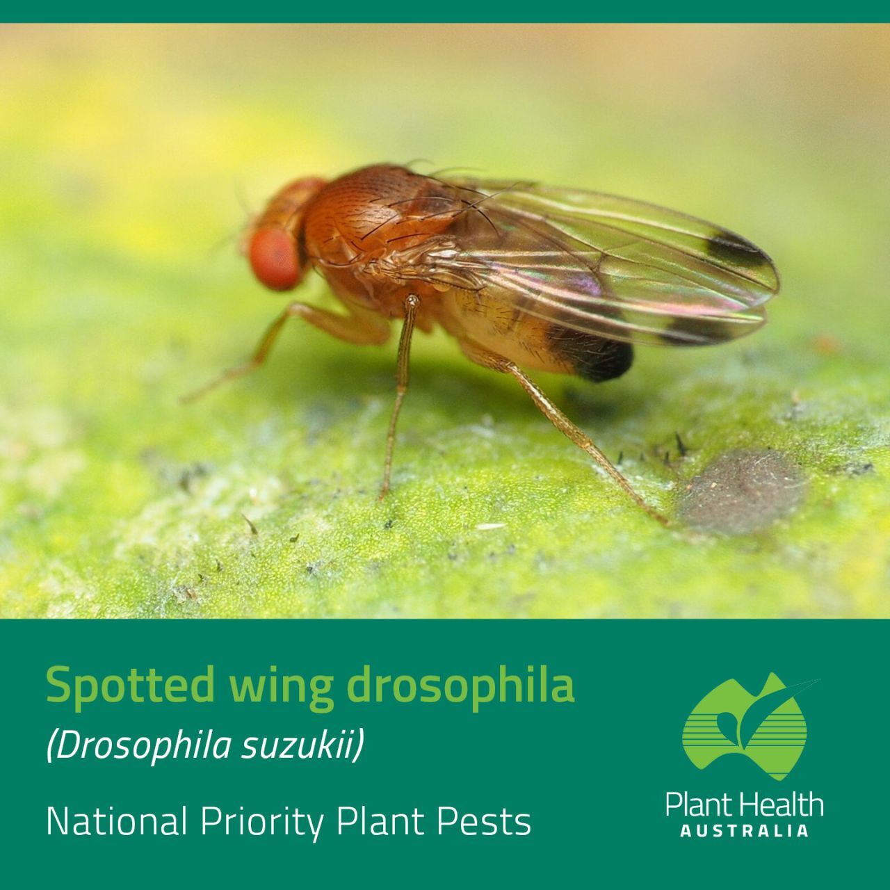 Drosophila suzukii in primo piano: protezione delle colture australiane dal parassita globale