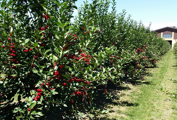 Precision management in tart cherry orchards: the impact of soil variability on canopy density and yield