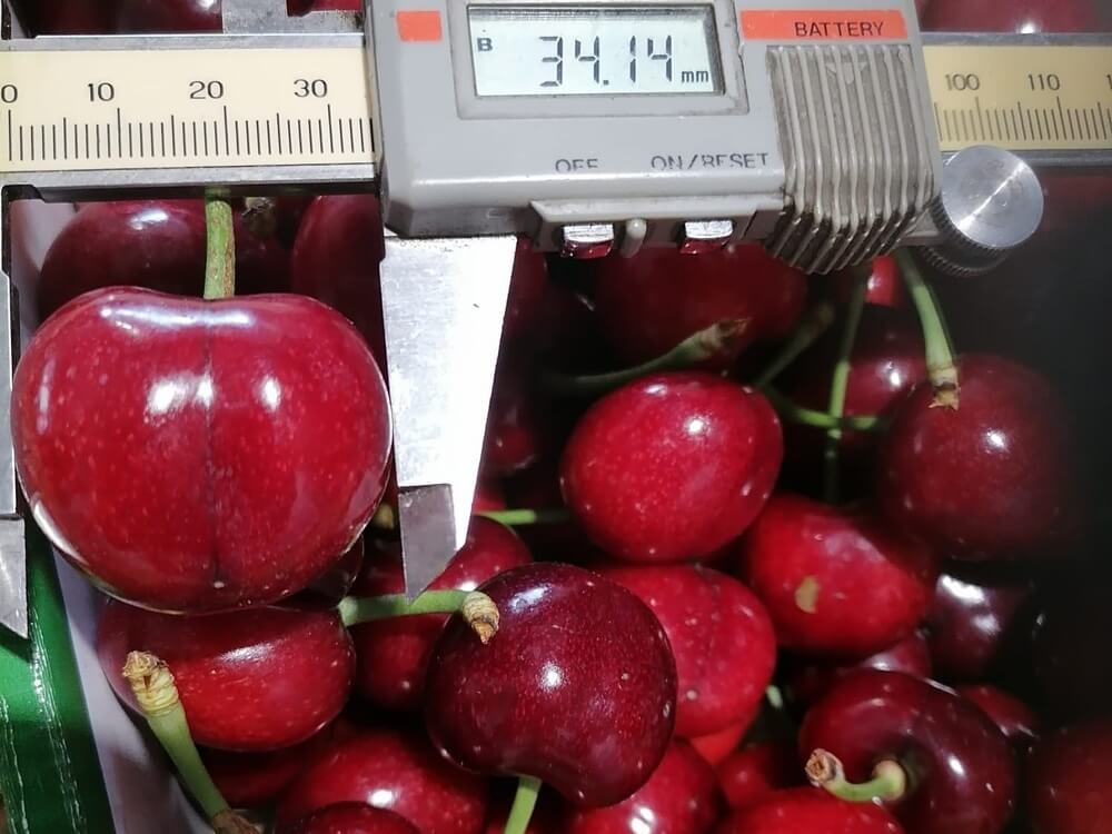 Incontro su biosolutions a Macfrut 2024 per ciliegie di qualità