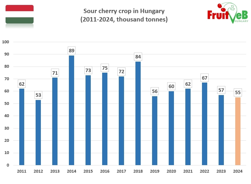 Sour cherry decline in Hungary: lowest production in 10 years expected in 2024