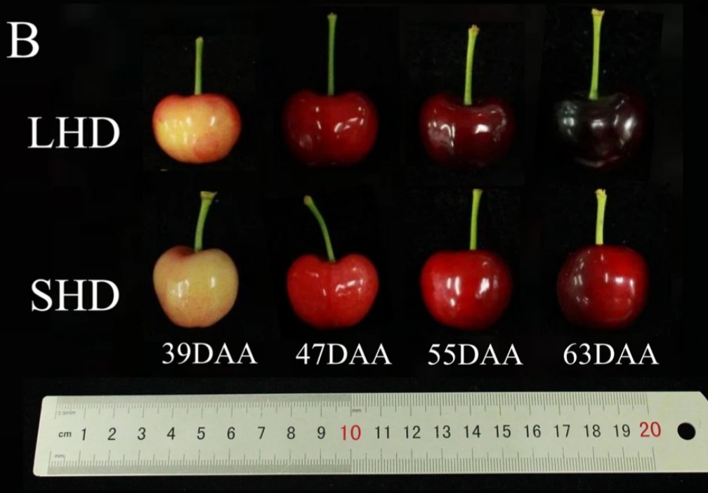 Luce e qualità delle ciliegie: individuate tre proteine TCP potenziali regolatrici della qualità dei frutti