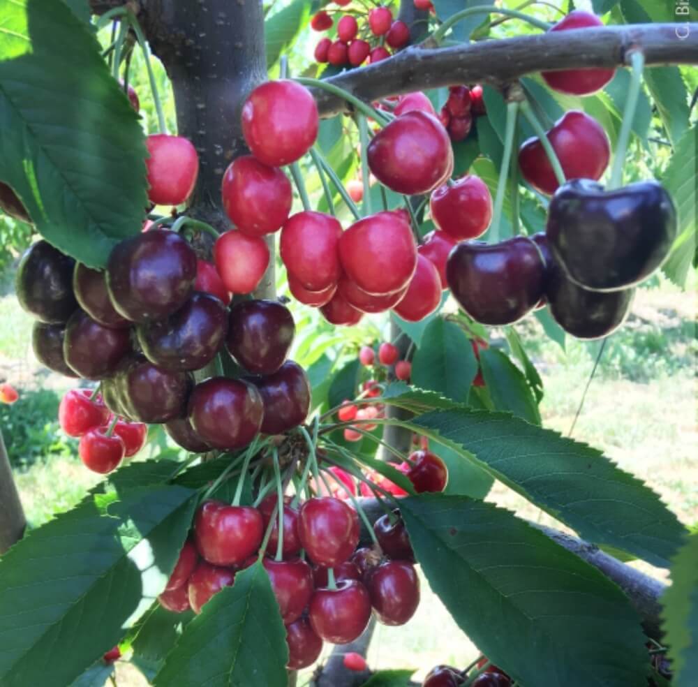 A new pathogen threatens cherry growers: WSU research to combat Phytoplasma X-Disease