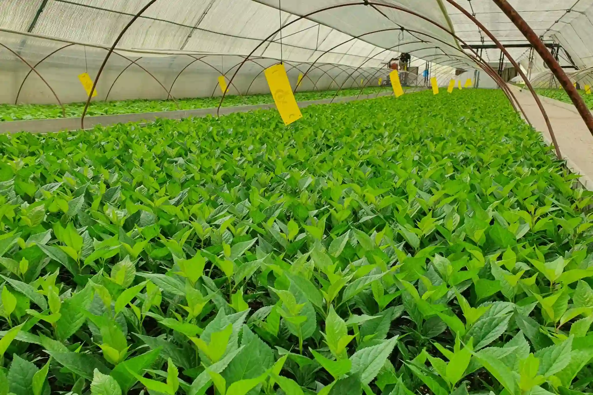 Il fungo S16 aumenta la tolleranza alla siccità del ciliegio dolce su Gisela 5