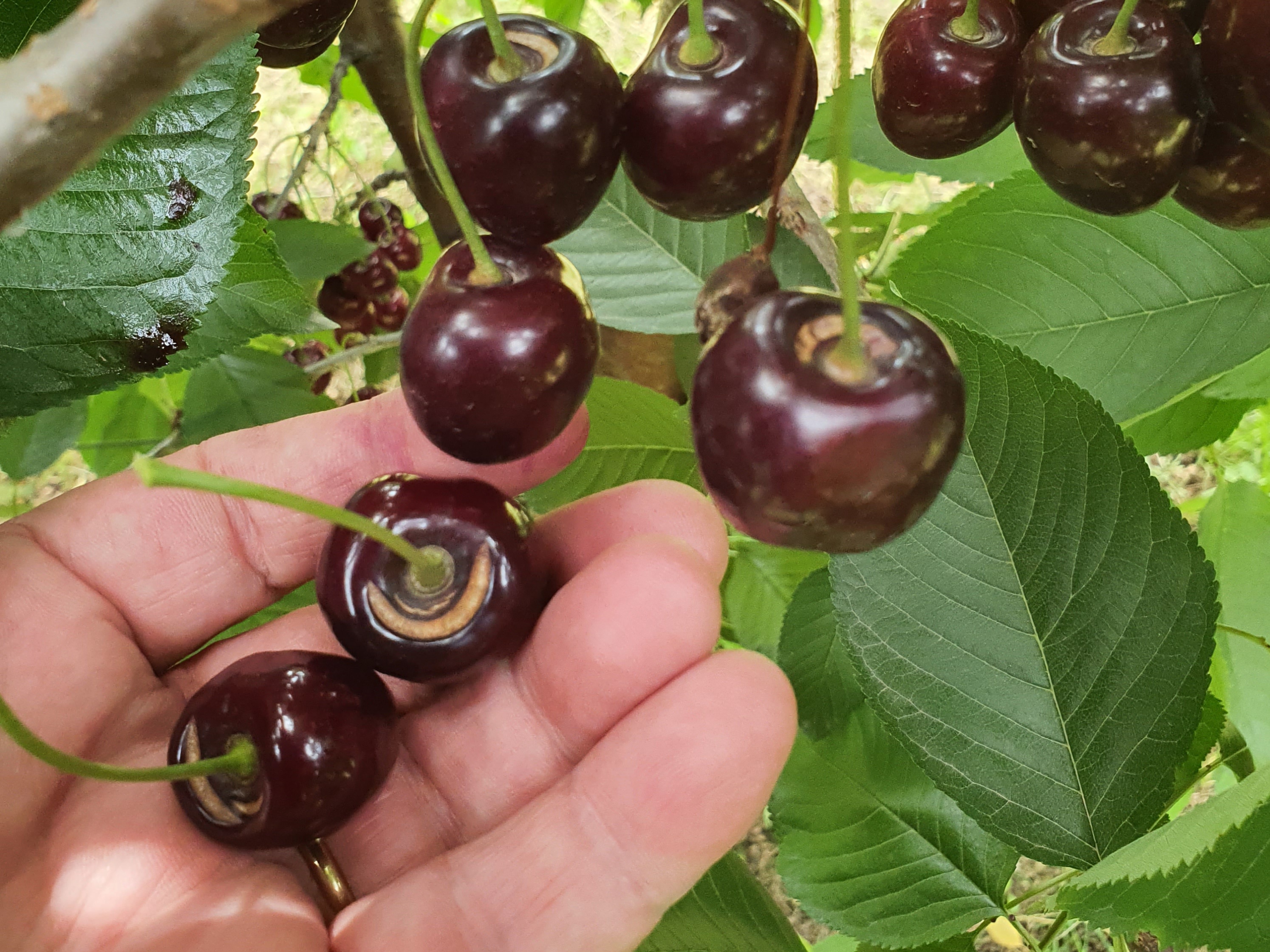 Cherry cracking is also due to hormonal imbalances