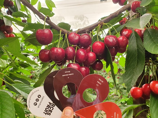 Genetic and epigenetic mechanisms in cherry ripening: the role of ABA