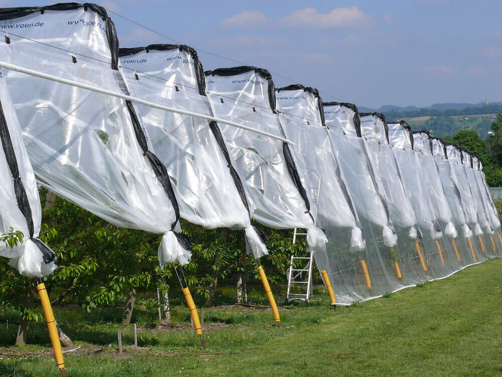 What are the effects of auto-vented covers on microclimate and fruit quality?