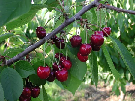 Cultivar with different photosynthetic characteristics to improve sweet cherry yield