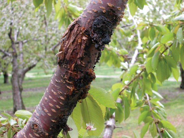 Infection courts of canker pathogens in sweet cherry