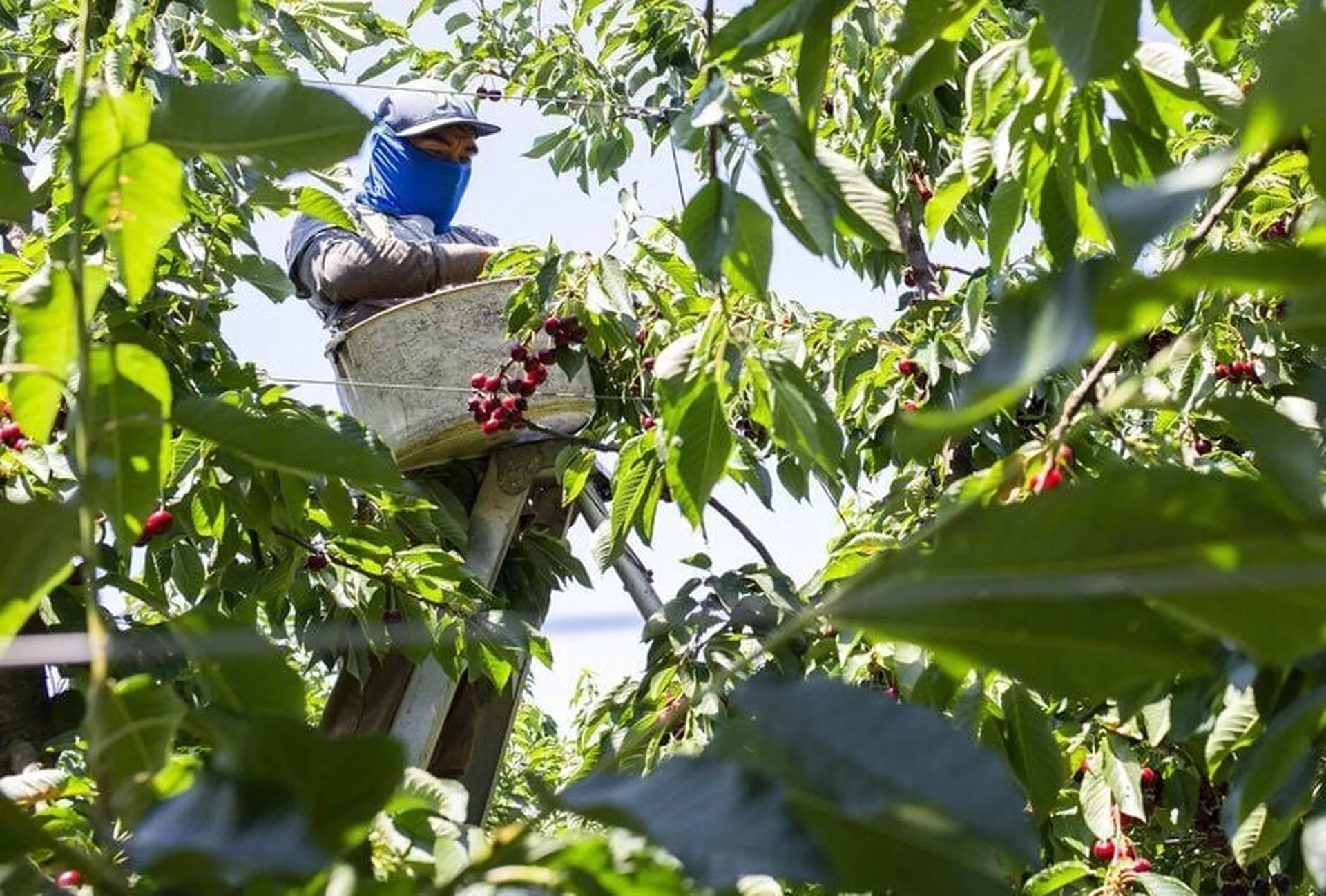 Aiuto federale per i coltivatori di ciliegie di Washington: dichiarato lo stato di disastro