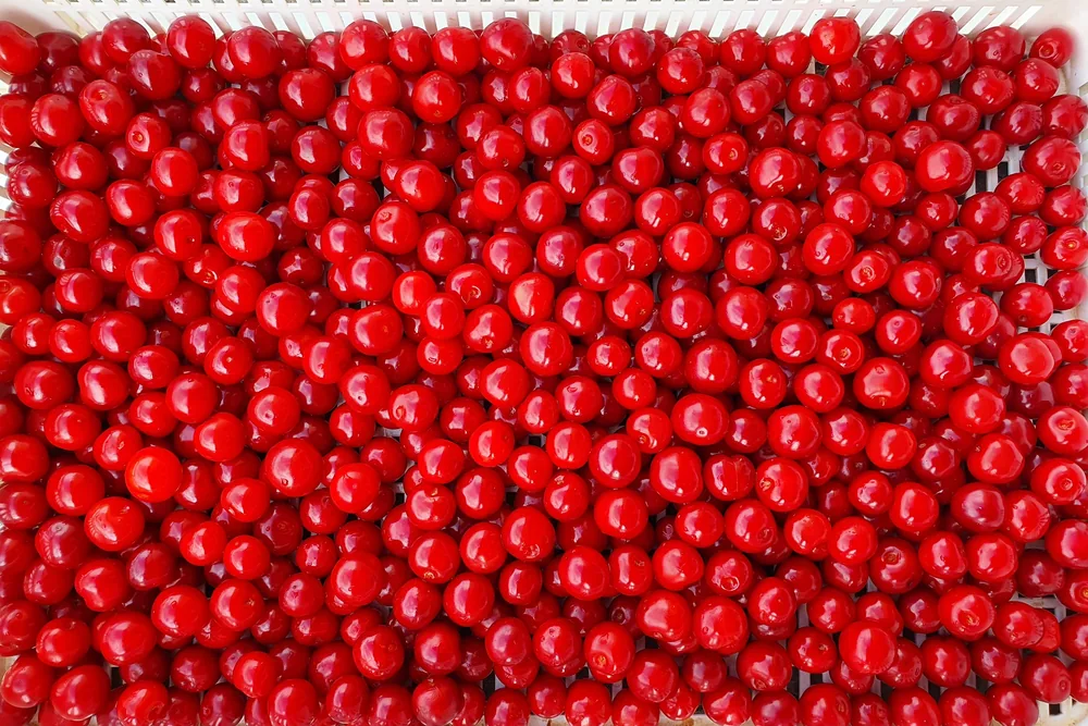 La raccolta meccanica delle ciliegie polacche è a pieno regime, non senza preoccupazioni