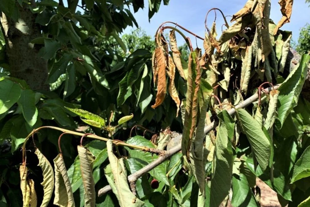Bacterial canker doesn’t take a break in the autumn