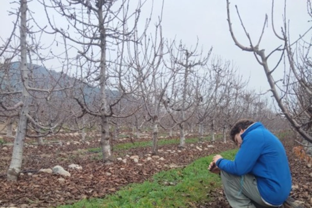 Estimating flower density in cherry orchards using AI and smartphones