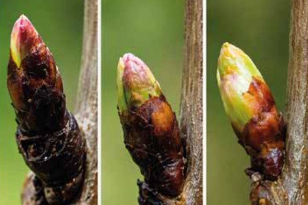Technical update on branching strategies in cherry orchards