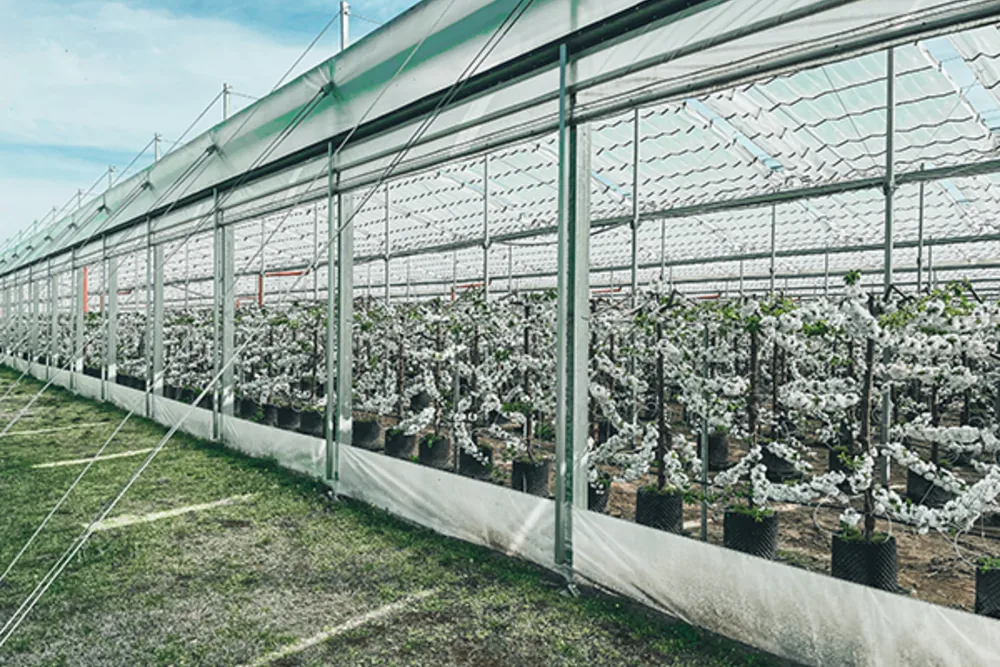 Pot-grown cherry trees under polytunnels: fertigation and slow-release fertilisers are redefining fruit quality