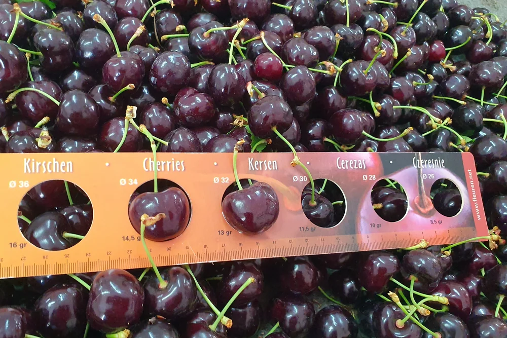 1-MCP-releasing stickers: a novel technology to extend the shelf life of sweet cherries while preserving fruit quality