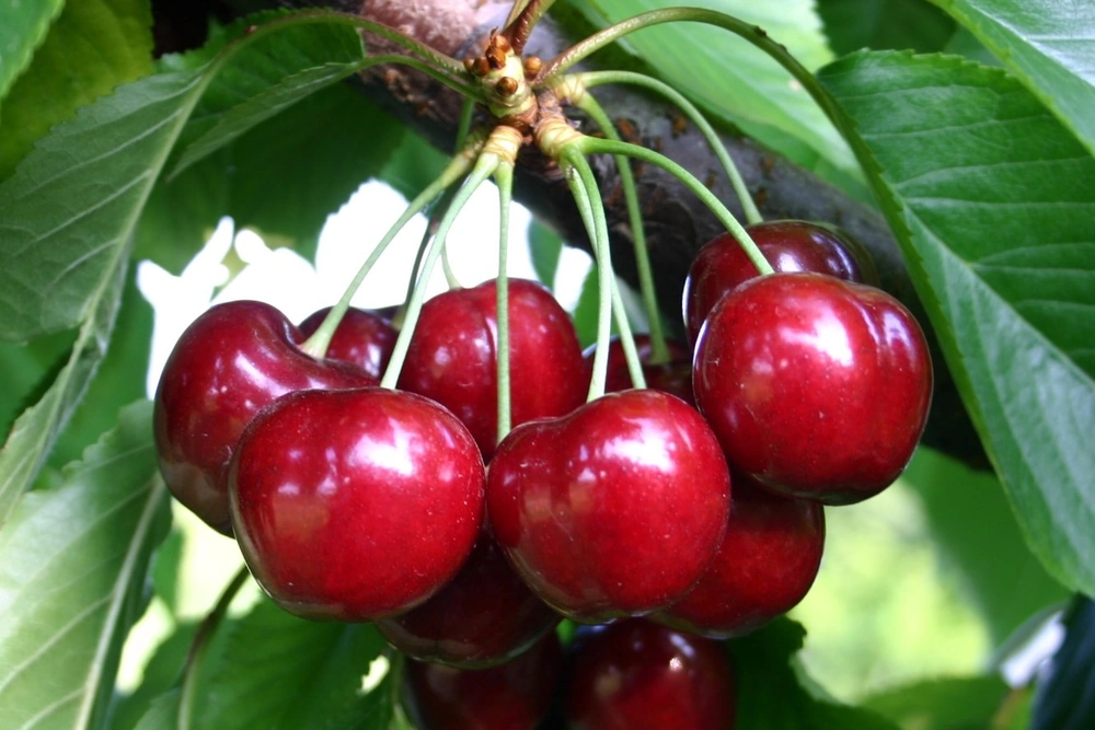 Fattori determinanti in pre-raccolta nella produzione di ciliegie per il mercato fresco - Parte 1: ambiente, aspetti genetici e fisiologia della produzione