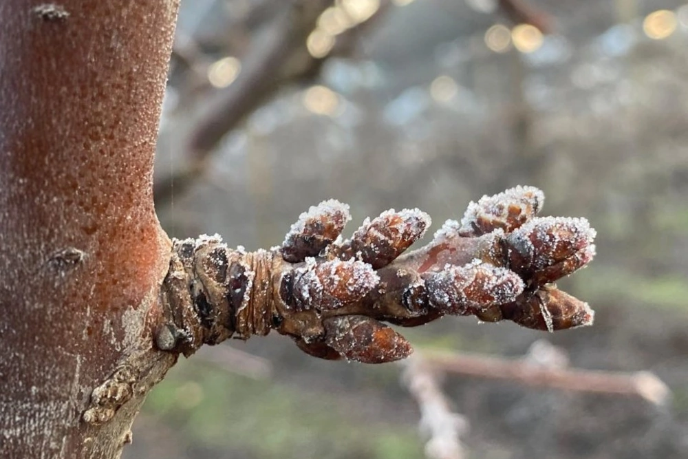 The onset of dormancy and the quality of dormancy are key factors in predicting the productive potential of a cherry orchard