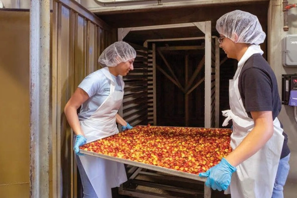 Despite a difficult season, the company that produces the USA’s favourite cherry snack is thriving with its Rainier variety
