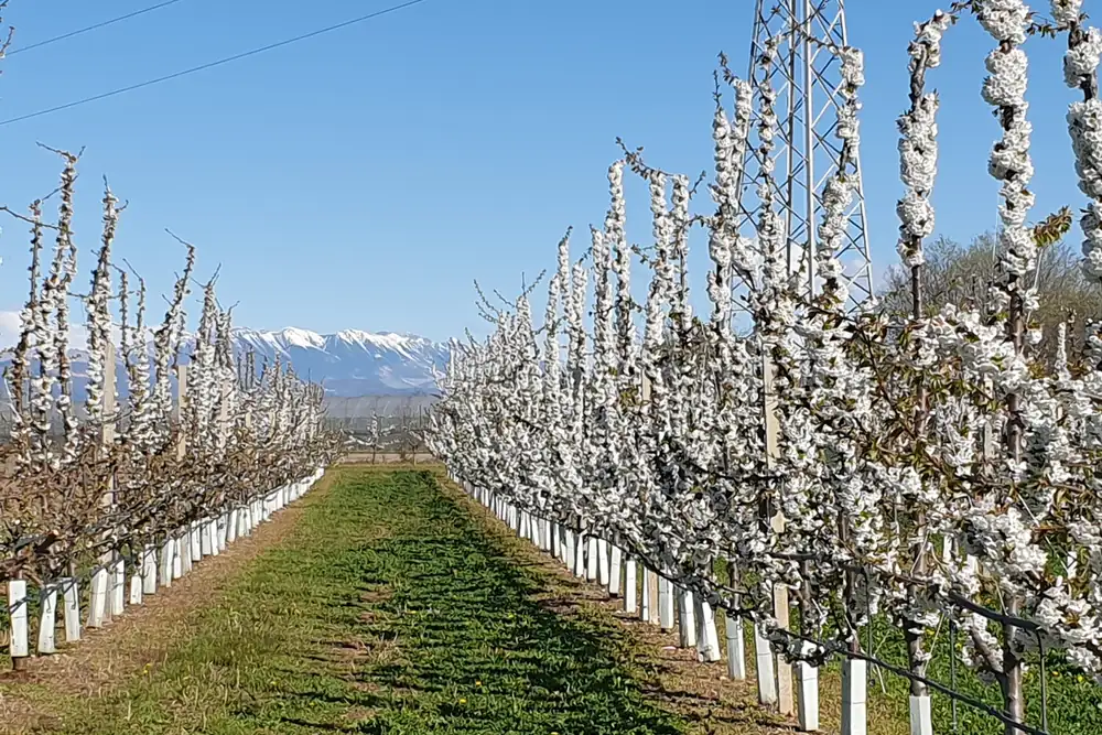 How to advance bud break and achieve more uniform flowering: expert advice