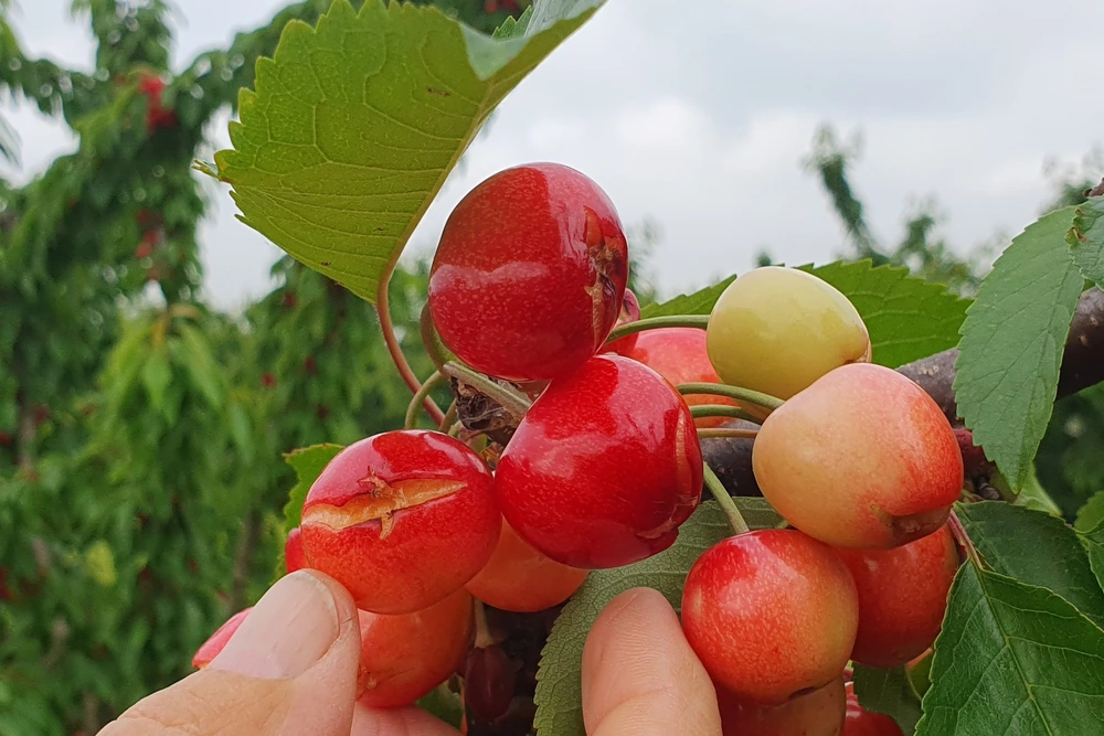 Calcium and foliar biostimulants: a synergistic strategy to reduce fruit cracking and enhance sweet cherry quality