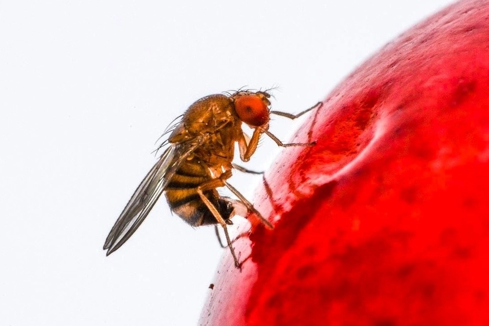 Una nuova guida sulla gestione di Drosophila suzukii nei ceraseti del Michigan