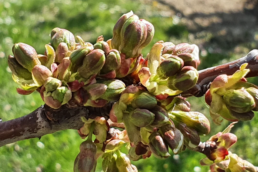 Rules to follow in cherry orchards during the flowering and fruit-setting stages
