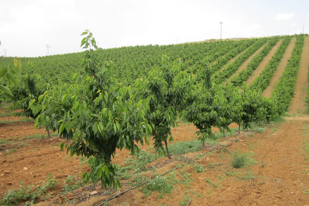 Sweet Revolution: CDB and the Rootstock That Reshaped Cherry Production on Five Continents