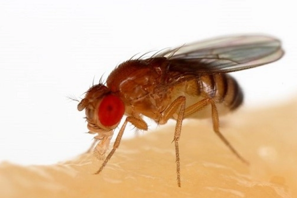 Key Traits for Successful Biological Invasions