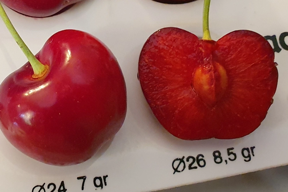 How is the quality of cherries determined during fruit development?