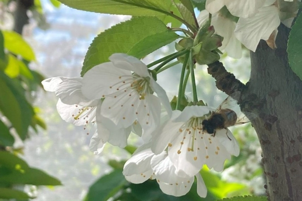 Syrphid flies as effective pollinators of sweet cherry trees