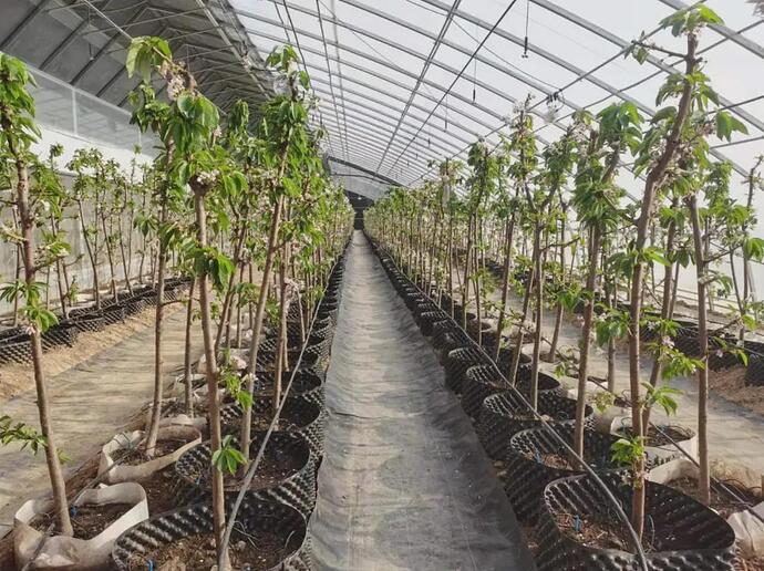 Una tecnologia innovativa in serra aumenta la resa delle ciliegie a Yantai (Cina)