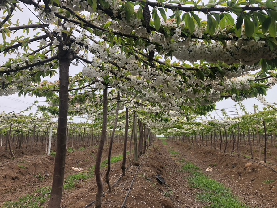 Sistema di coltivazione del ciliegio a Pergola