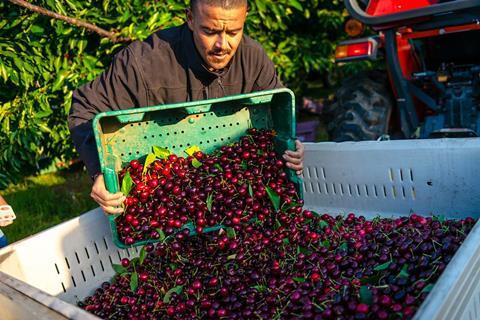 Northwest cherries: increasing volumes in Washington