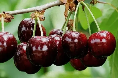 Jerte PDO cherries: new varieties expand market and supply calendar