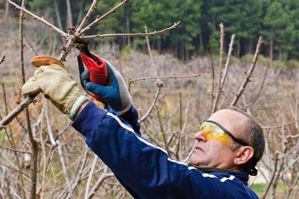Pruning time, a crucial moment in determining the yield of the cherry orchard