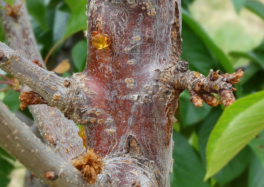 The LAMP method for detecting bacterial canker in cherry