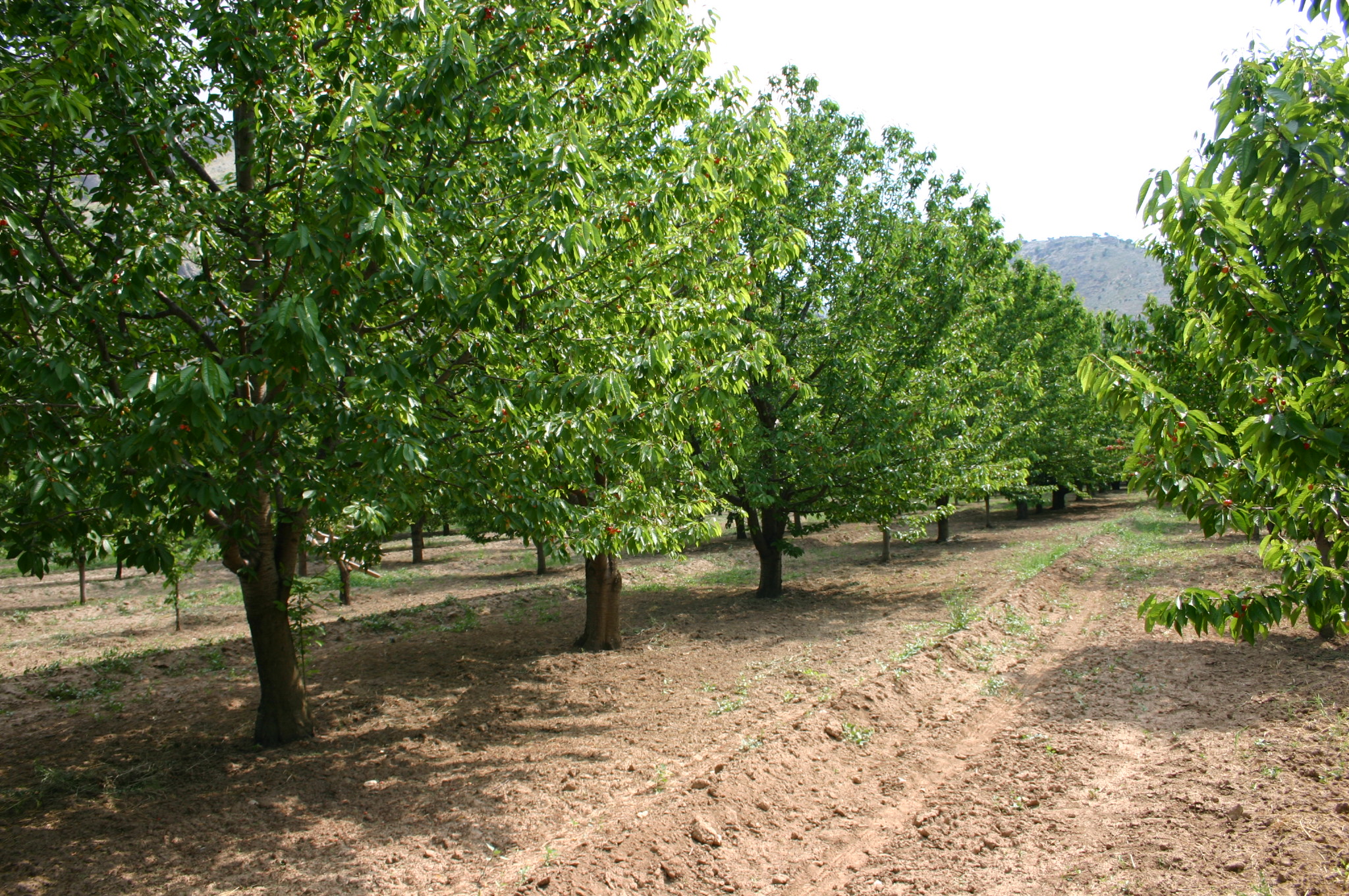 The importance of energy efficiency for sustainable cherry production