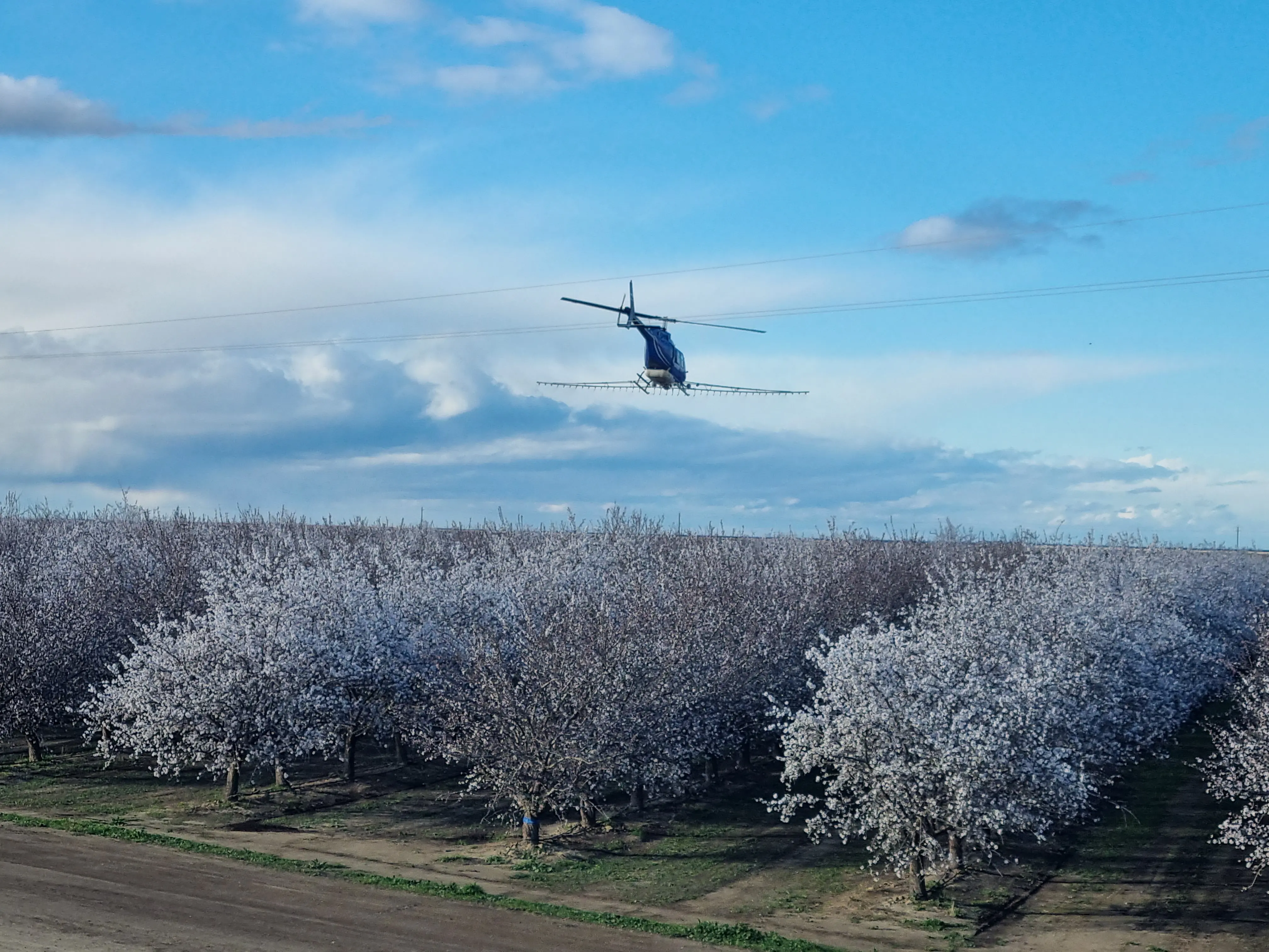 Pollination 2.0: Chilean start-up BioPollen Solutions replaces bees with technology