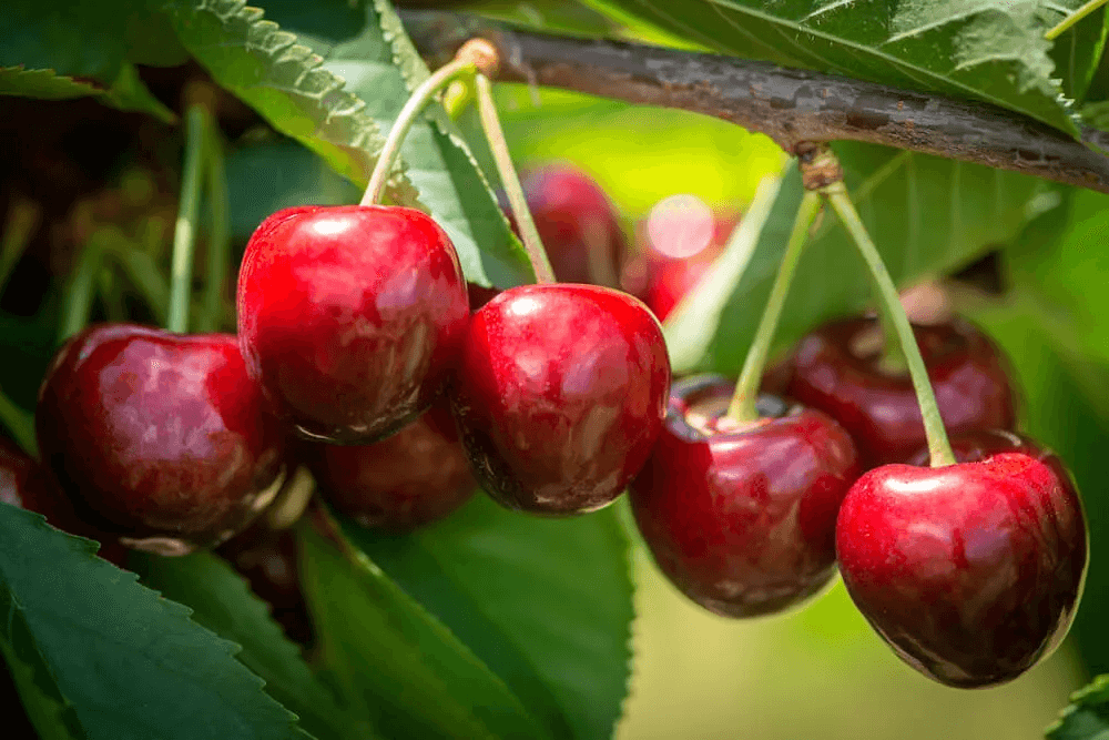 China imports: over 500,000 tonnes from Chile, but the star remains the cherry