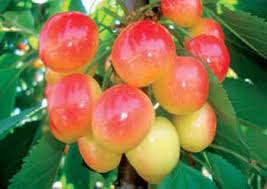 CITH, new bi-coloured cherry varieties from India