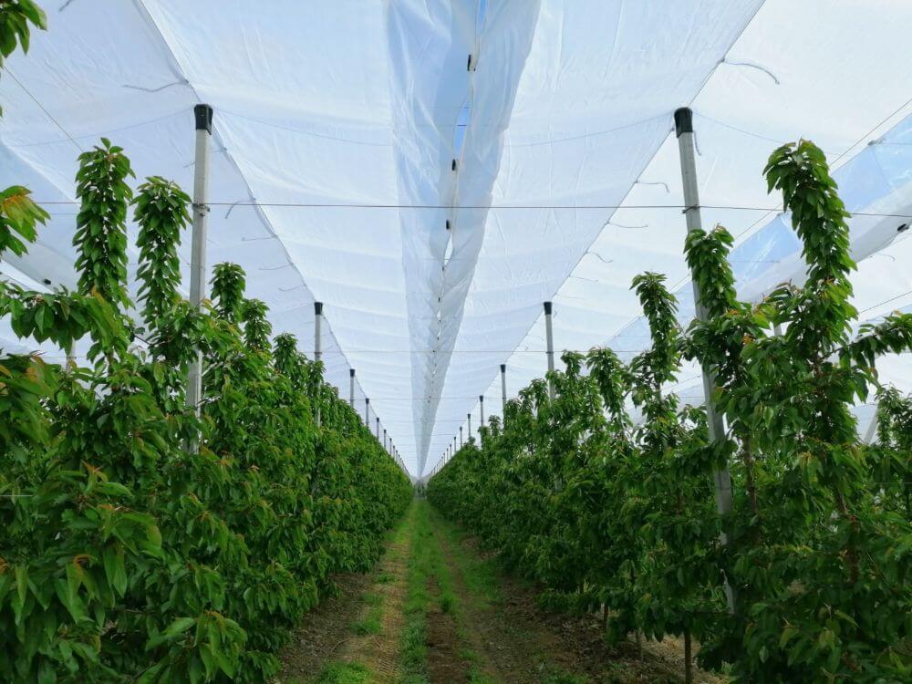 Multifunctional covers are key tools for cherry orchard sustainability