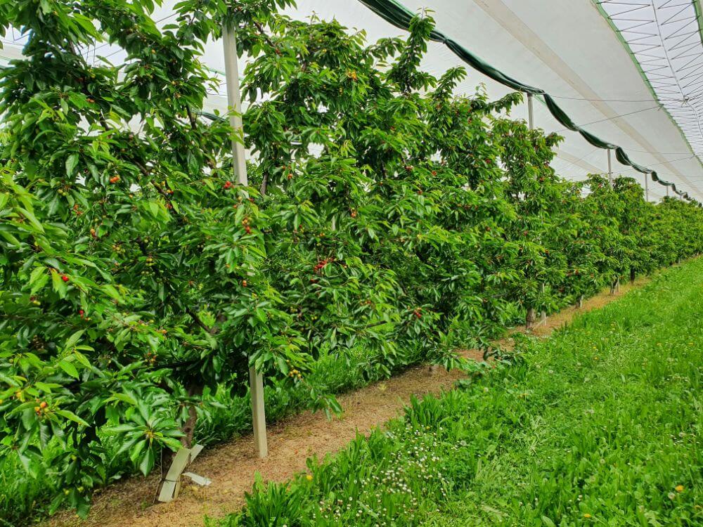 Burlat cherry row with Solution system rain cover