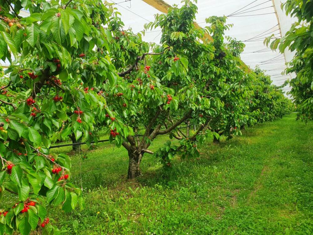 Early Bigi cherries row under Tramprain system canopy cover