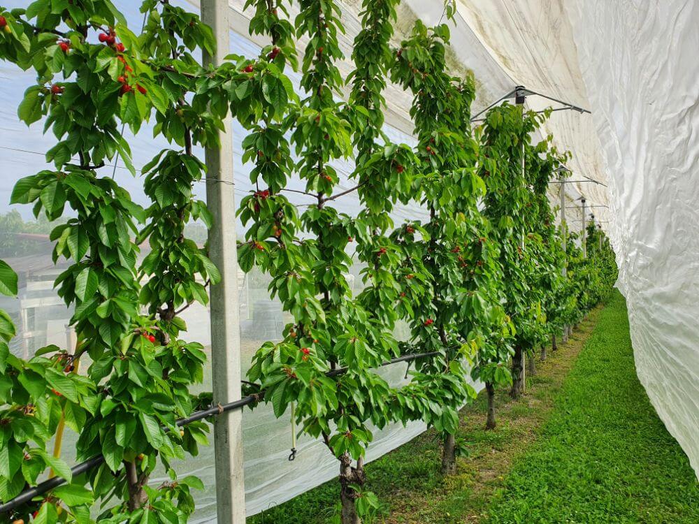 Nimba cherry row under Keep in Touch system cover