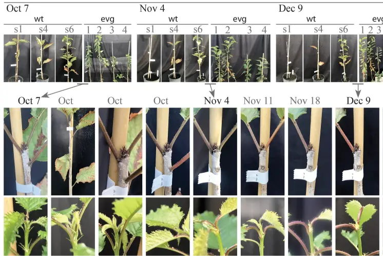 Spanish researchers have identified a genotype of evergreen cherry 