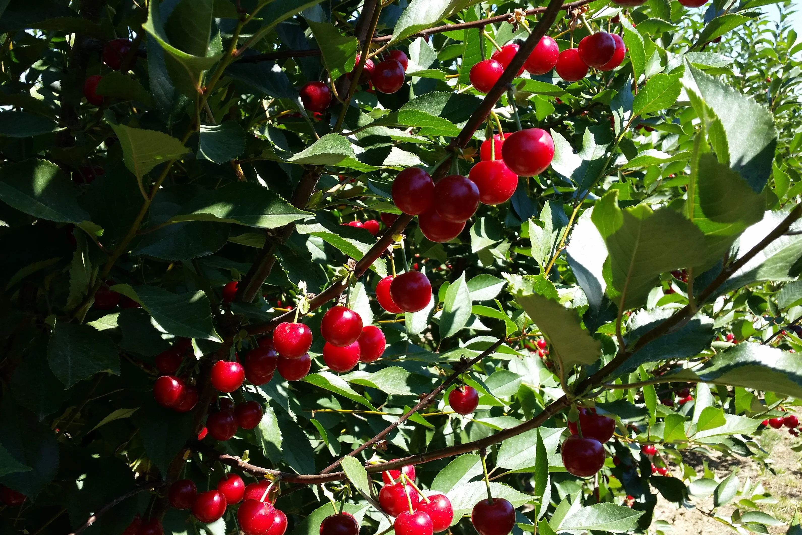 Sour cherry under organic management: opportunities and constraints from a decade- long comparison in Poland