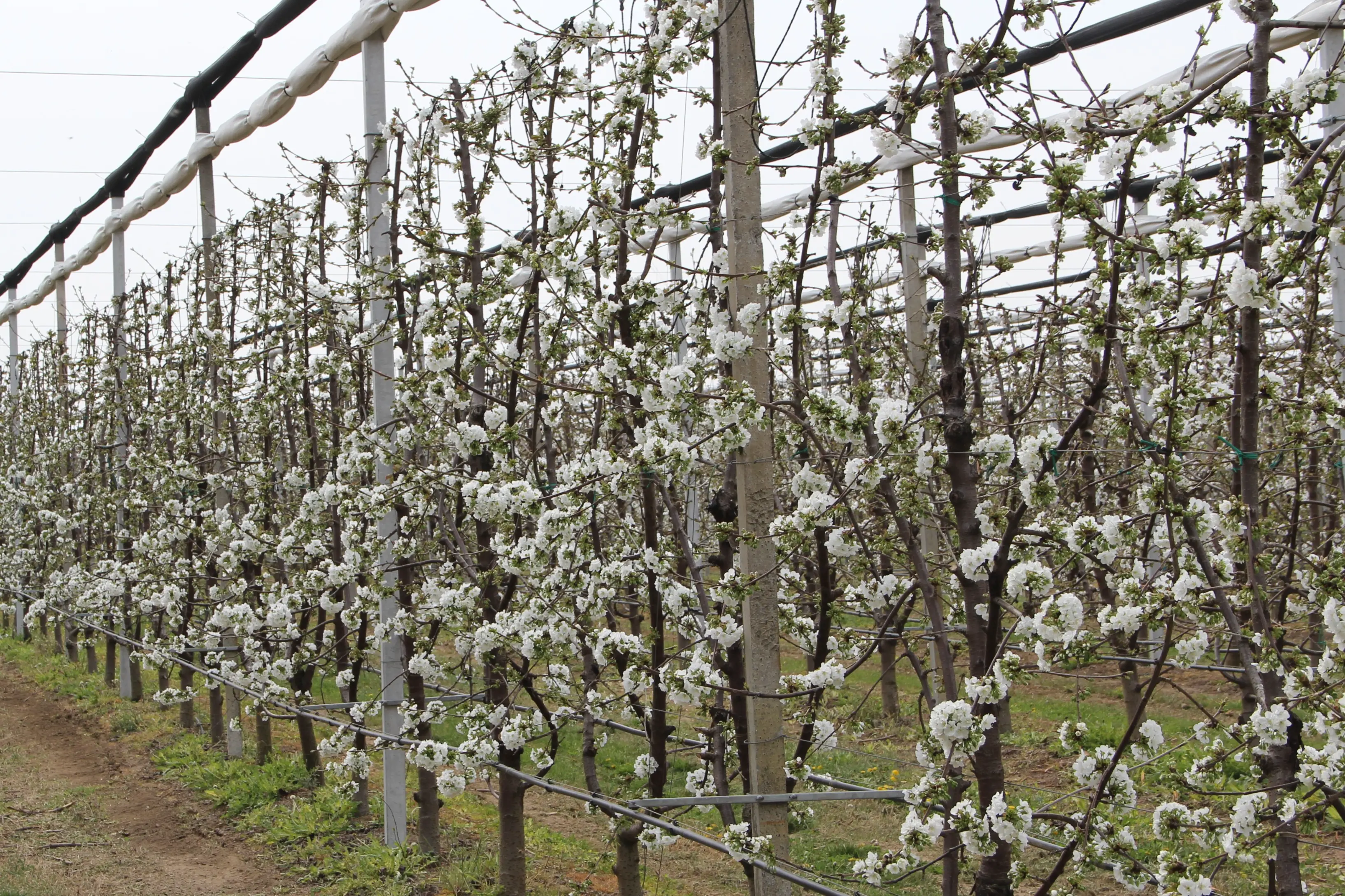 Irrigation and soil management in sweet cherry: towards more efficient and resilient systems