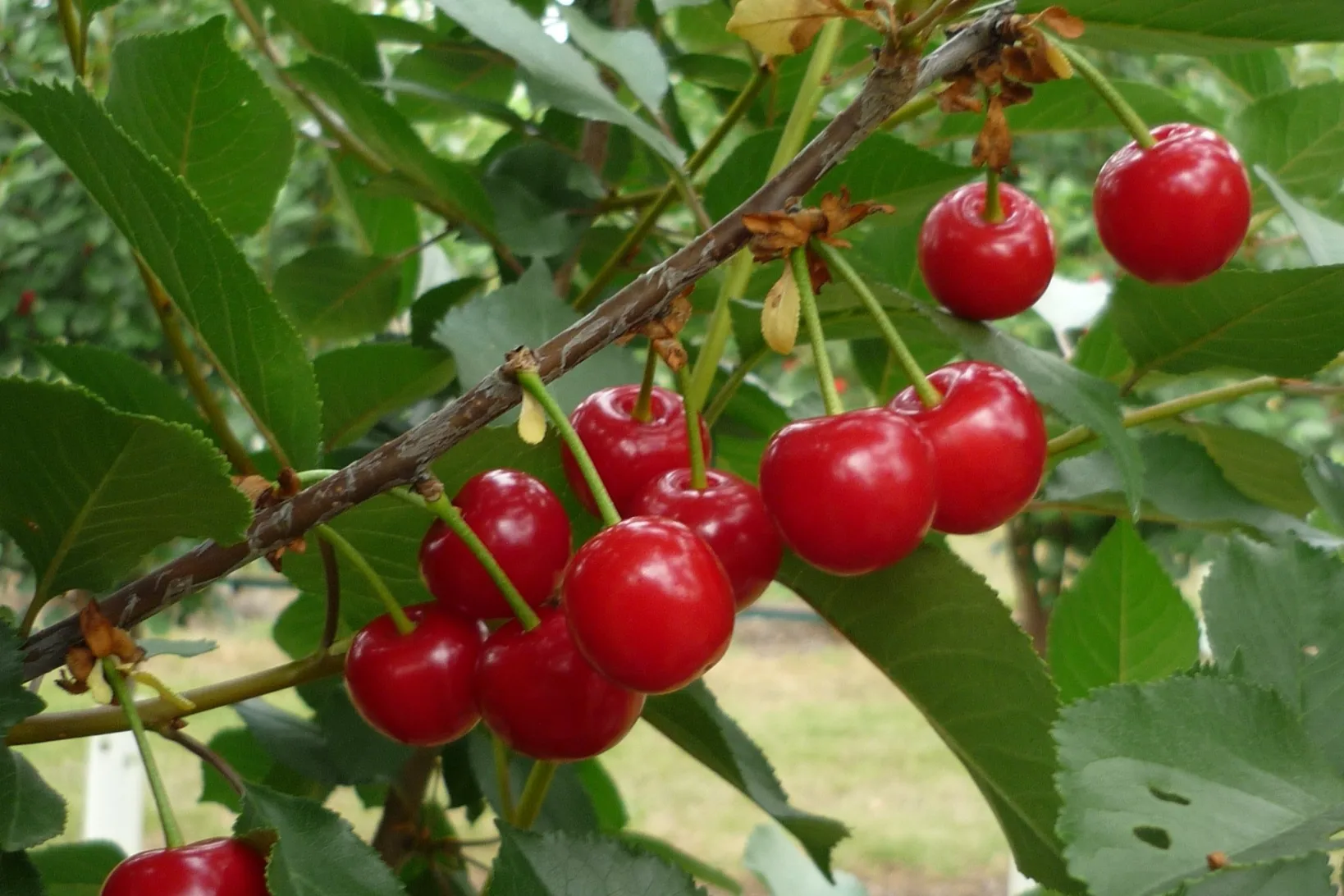 Mappatura della resa delle amarene: un approccio pratico dell’agricoltura di precisione